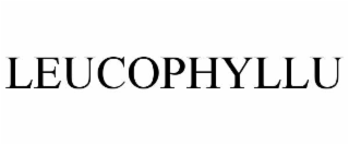 leucophyllu