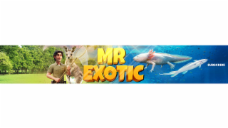 mrexotic