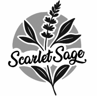 scarlet sage