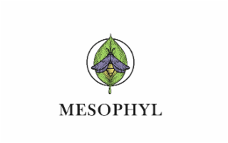 mesophyl