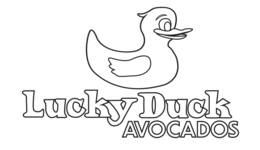 lucky duck avocados