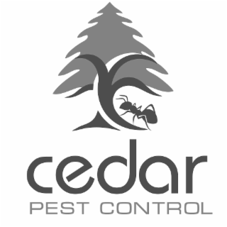 cedar pest control