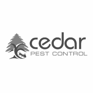 cedar pest control