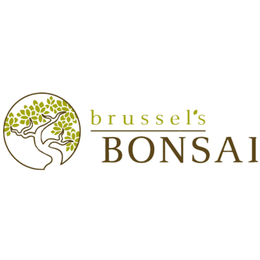 brussel's bonsai