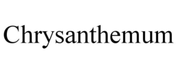 chrysanthemum