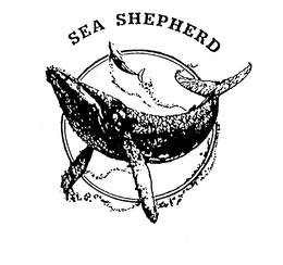 sea shepherd
