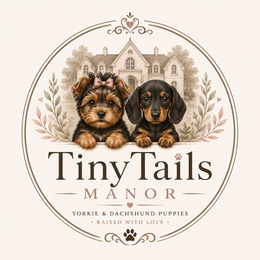 tinytails manor yorkie & dachshund puppies · raised with love ·