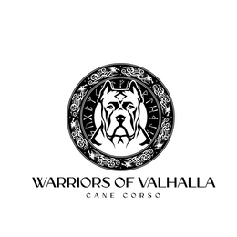 warriors of valhalla cane corso kennels