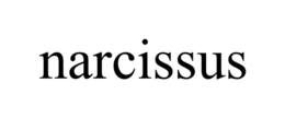 narcissus