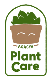 acacya plant care