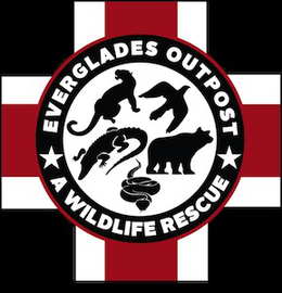 everglades outpost a wildlife rescue