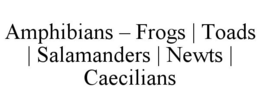 amphibians - frogs | toads | salamanders | newts | caecilians
