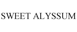 sweet alyssum