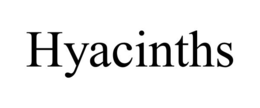 hyacinths