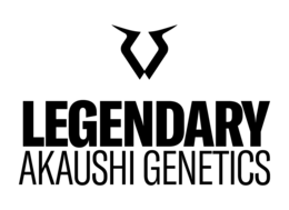 legendary akaushi genetics
