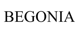 begonia