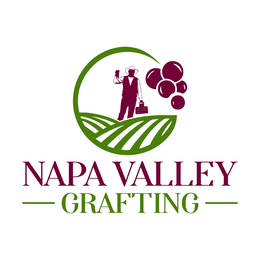 napa valley grafting