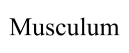 musculum